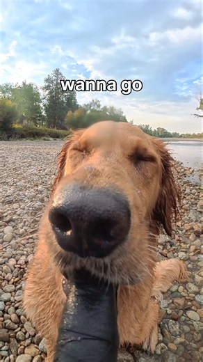 That fish splash was personal 😭🐟 #goldenretriever #dogshorts #dogs