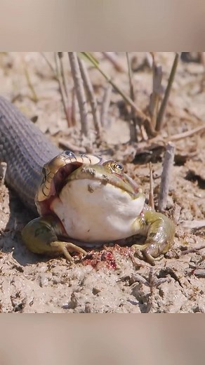 Thrilling Encounter: Snake Hunting Frog