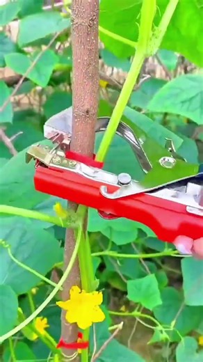 Using a Plant Tying Tool to Secure Vines to a Trellis