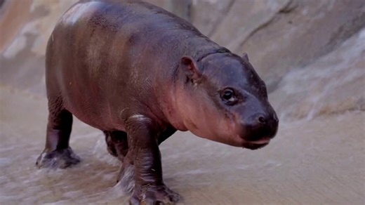 Name of Arizona Zoo’s New Pygmy Hippo Revealed on TODAY