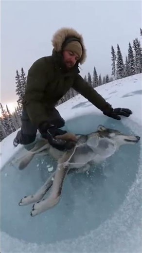 Wolf Found Frozen || See What Happened Next ||