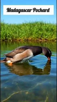 Madagascar Pochard #informative #animals #facts #wildlife