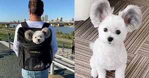‘A living plush toy.’: Dog with adorably unique Mickey Mouse ears is stealing hearts