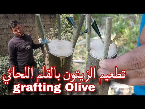 Olive grafting with bark scion تطعيم أشجار الزيتون بالقلم اللحائي