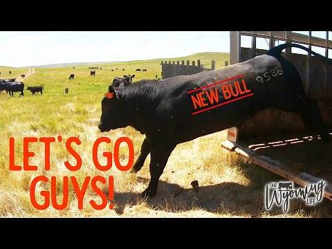 The New Bull Arrives and Gets the Other Bulls To Work