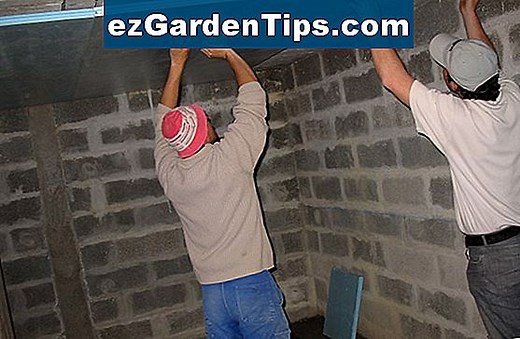 Problèmes courants avec un arbre lilas japonais 🌱 Conseils Jardiniers - Fr.ezGardenTips.com