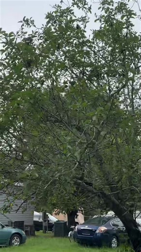 Discovering the Joy of Planting a Plum Tree