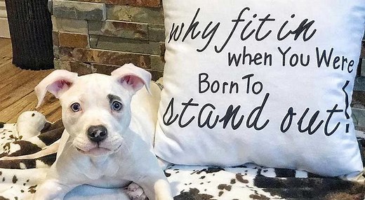 How to Express a Dog's Bladder (Make a Dog Pee Instantly)