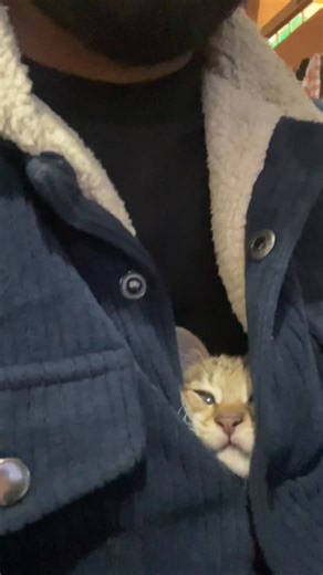 Pika on Instagram: "Her sleep experiment… 😴🐱. #Pika . #cat #kitten #cats #kittens #pet #pets #cute #cutepets #cutecats #cutecat #cutekitten #crazycats #catsofinsta #catfriend #meowcats #funnykitten #funnycats #minicat #catvideo #catlover #cutecatcontent #adorablekittens #sleepycat"