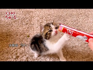 INABA CIAO ちゅ～る CM 「子猫用」篇 15秒