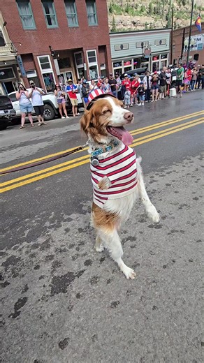 Dexter the Dog's Hilarious Strut: A Comedy Video