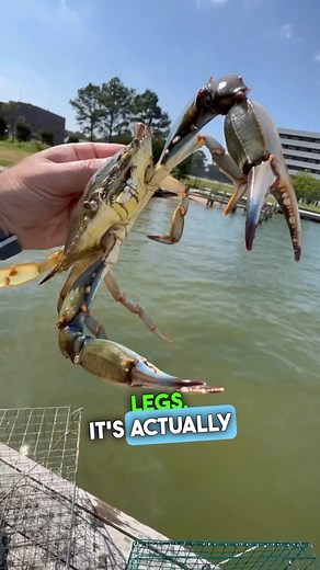 What’s that Sound?!? #chesapeakebay #crab #sounds | By the Water