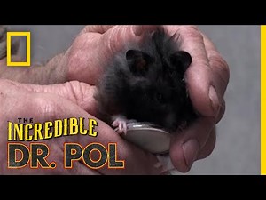 A Hamster Gets a Check-Up | Incredible Dr. Pol