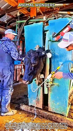소 예방접종 완벽 가이드 | 백신 주사부터 구충제 투약까지 한번에 #farming #livestock #cattle #vaccination #agriculture