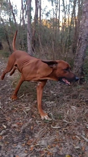 My Ridgeback Loki running thru the Aussie bush 😊 (slow motion) #ridgeback #dog #australia
