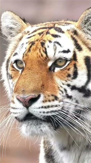 dardnaak 😱 mout tiger 🐅 ki //viral tiger//#animals #tiger #forest #news
