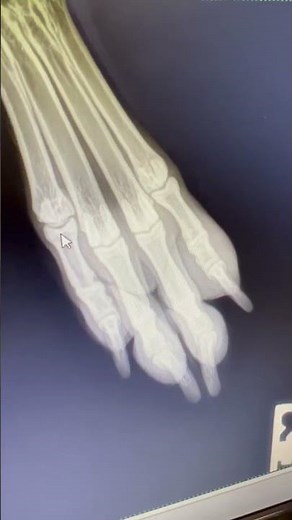 My Golden Retriever Sprained Toe | Dog X-ray #shorts