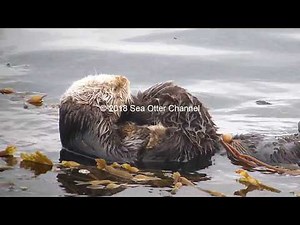 Sea otter Mom and Pup in kelp | ケルプの中のラッコの親子
