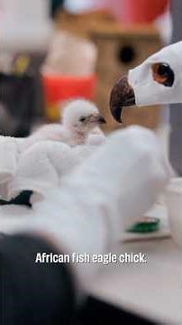 Fort Worth Zoo Welcomes African Fish Eagle Chick!