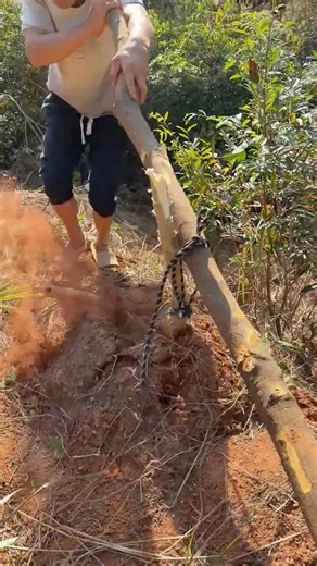 Leverage vs. Giant Cassava: Satisfying Physics Harvest! 🤯 #shorts #physics #satisfying