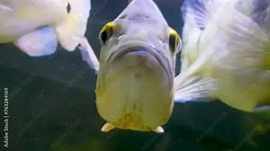 Beautiful Orinoco Peacock bass or Cichla Ocellaris, butterfly peacock bass is a very large species of cichlid from South America