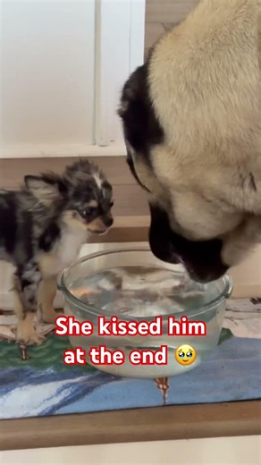 A dog love story #puppy #automobile #giantdog #cutedogs #chihuahua #doglife #minipuppy
