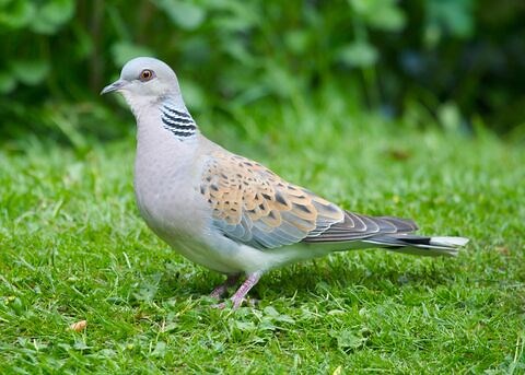 Turtle dove | The Wildlife Trusts