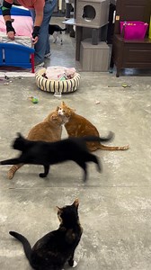 Lots of Friday lovin’s!! 😻😻 #kisses #loving #bff #threesome #friends #furballfarmpetsanctuary #cats www.furballfarmpetsanctuary.com 🐾🐾🐾🐾 | Furball Farm Cat Sanctuary