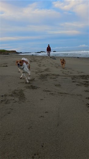 Happy Dogs Running at The Beach