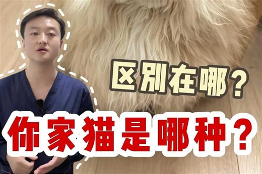 棉质毛VS丝质毛的区别，你家猫是哪种？