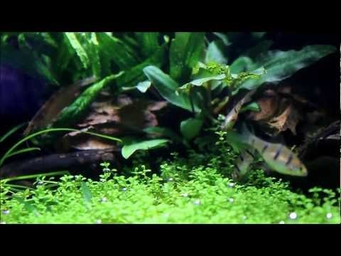 pentazona barb (five banded barb)