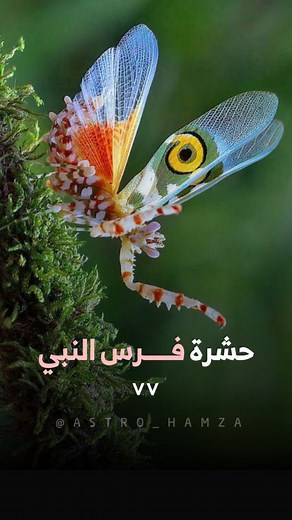 فرس النبي زهرة إفريقيا (Pseudocreobotra wahlbergi) هو نوع صغير وجذاب من فرس النبي، موطنه الأصلي إفريقيا جنوب الصحراء. يبلغ طولها حوالي 4 سنتيمترات، وتكون الإناث أكبر قليلاً من الذكور. يشتهر هذا النوع بألوانه الزاهية، التي تشمل الأبيض والوردي والأخضر والأصفر، بالإضافة إلى نمط يشبه العين على أجنحته. يُحاكي مظهره الزهور، مما يوفر له تمويهًا ممتازًا لتجنب الحيوانات المفترسة والانقضاض على الفريسة. يعيش في البيئات الدافئة والرطبة مثل السافانا والغابات الاستوائية، ويتغذى على الحشرات مثل الذباب والعث. و