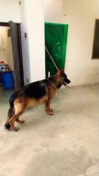 German Shepherd Dog – Smart, Loyal & Protective | Training, Fun & Cute Moments 🐾 #shortsfeed #dog
