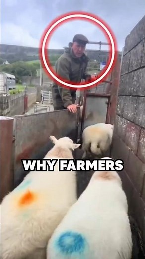 How farmers separate lambs from adults #agriculture #shorts