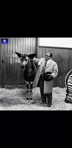 L'histoire autour de l'Okapi #Okapi #Congo #Histoire #Africa #Pourtoi #Fyp | Culture 7