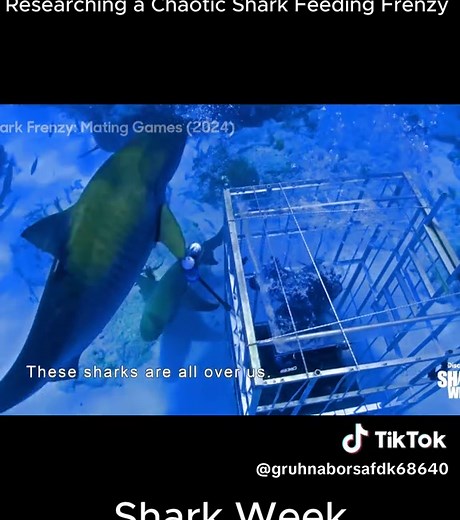 Shark Week 2023: Explore the Ocean's Predators