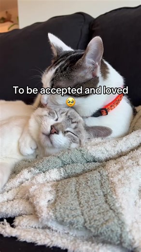 Potato and his big brother Cosmo #kitten #rescuecat #cat