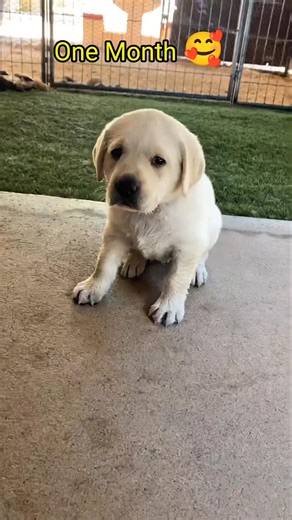 Labrador Transformation l One Month to One Year 🐾🐕‍🦺 #shorts #shortsfeed #dog #labrador #puppy