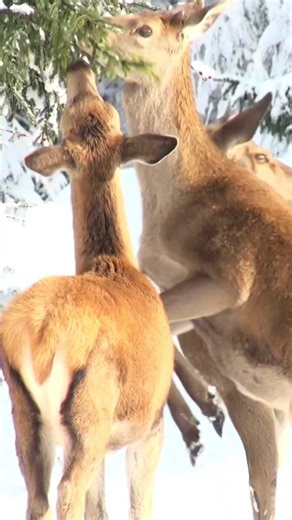 Animals Were Never Gone… They Were Waiting