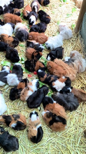 Essential Guide to Feeding Guinea Pigs: What They Eat