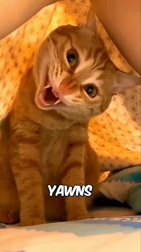 You’ve Never Seen Animals Yawn Like This