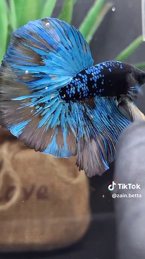 Exploring the Enigmatic Beauty of Halfmoon Avatar Betta Fish