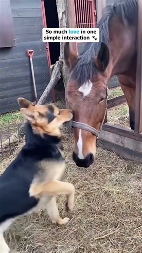 The Unbreakable Bond Between Dogs and Horses | Wholesome Moments ✨#horse #dog #dogs #foryou #fyp