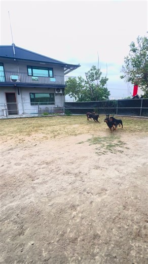 R&B doberman (@doberman8282) 的影片使用了 Body On Me - HateBerry