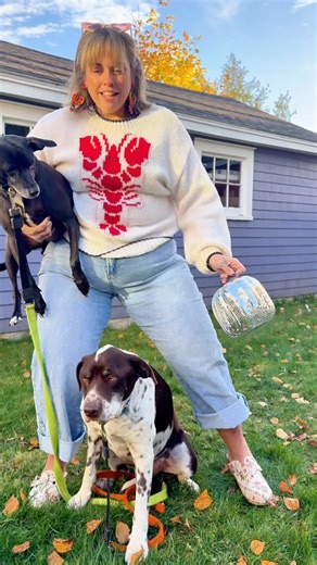 🦞 Clawdette and her lobster-paws 🐾 😂 — #halloween #pei #costume #transition #lobster #dog #princeedwardisland | Jess Dickie