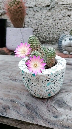 ¿Sabías que este cactus florea así? 🌵😍 #cactus #flores #rebutia