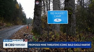 6.8K views · 163 reactions | The town of Haines, Alaska is home to the largest habitat of bald eagles in the U.S., but environmentalists are warning that the national bird population is under threat due to a plan for a new copper mine in the panhandle. | CBS Evening News | Facebook
