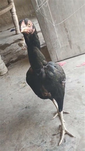 #pets #rabbit #lifeisbutadream #cartoon #christmas #cartoon #pets #new #shortvideo