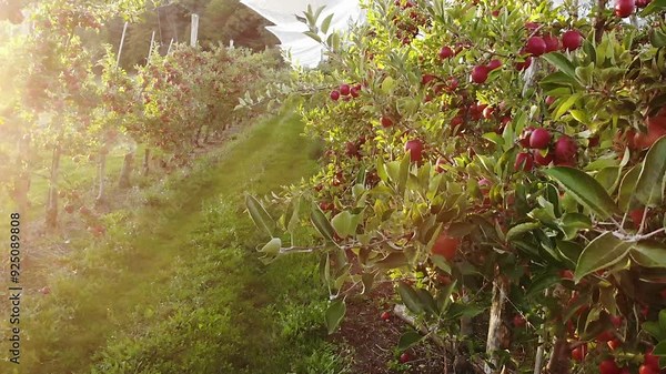 Flying in apple orchard, France. Ripe red apples ready to pick at harvest time. Cultivar Braeburn.