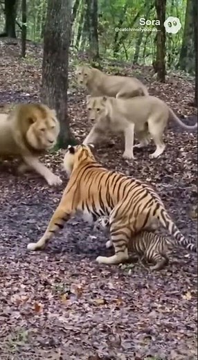 😭 A Tiger Mother’s Tearful Goodbye — She Hands Her Cub to Humans for Safety